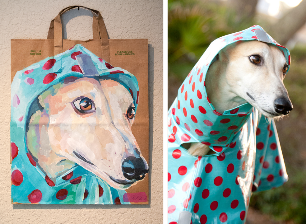 Greyhound pet custom painting portrait wearing a polka dot rain slicker